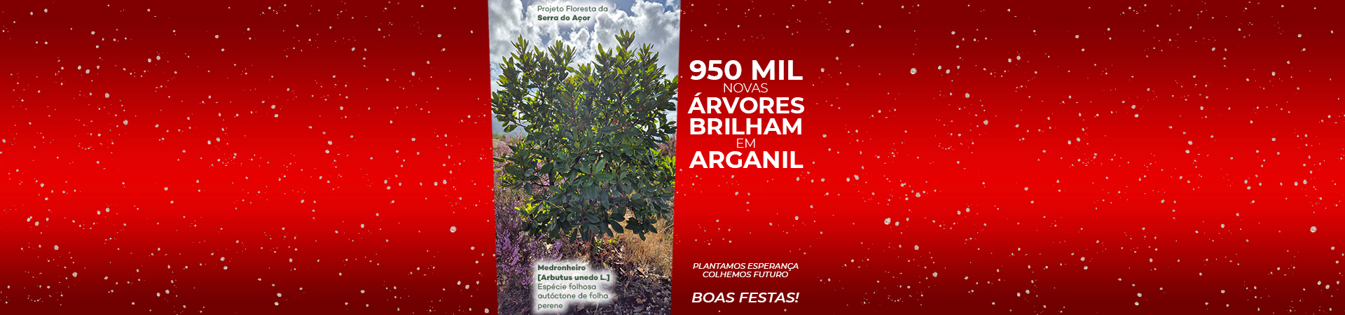 Slider Portal Cm Arganil Postal De Natal Cmarganil 2024